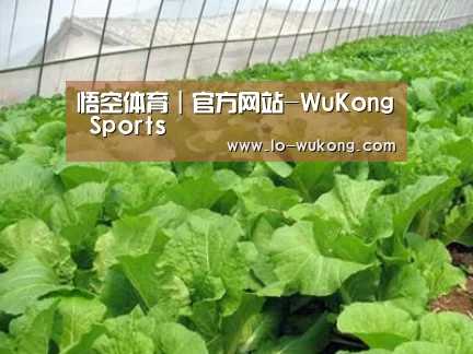 种植基地一